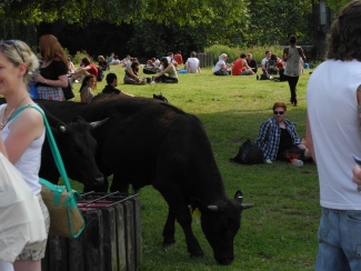 Des vaches en centre-ville, c'est possible ? (Cambridge, Royaume-Uni)